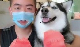 犬夜叉哈士奇吃瓜