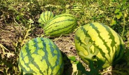 小康吃瓜视频在线观看,带你领略网络短视频的魅力