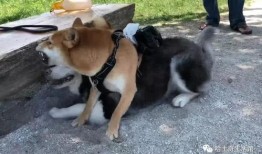 犬夜叉哈士奇吃瓜