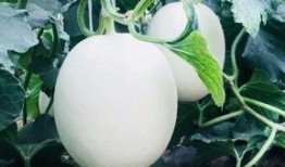 把瓜吃空了,一场别开生面的“吃空”之旅