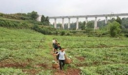 在武胜吃瓜,探寻当地特色美食之旅