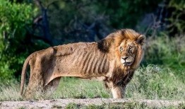 带你吃瓜老狮,揭秘带你吃瓜老狮的传奇故事