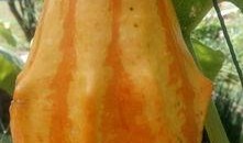 吃瓜直播水蜜桃,吃瓜直播，水蜜桃的甜蜜诱惑