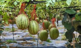 升达湖吃瓜,夏日狂欢盛宴来袭