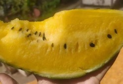 吃瓤的瓜,探寻吃瓤瓜的独特魅力