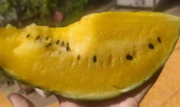 吃瓤的瓜,探寻吃瓤瓜的独特魅力