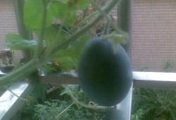 定州阳台吃瓜,揭秘吃瓜群众的欢乐时光