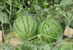 2020潮汕吃瓜事件