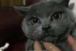 猫吃瓜辣椒的反映,瓜果中的辣味冒险