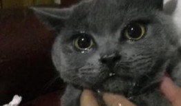 猫吃瓜辣椒的反映,瓜果中的辣味冒险