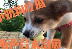 吃瓜被打的狗狗,引发网友热议