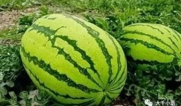 程雅琪吃瓜