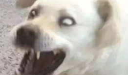 大佬狗吃瓜饼,一场美食与趣味的碰撞之旅