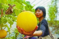 吃瓜摘瓜人的感悟,吃瓜摘瓜人的心灵感悟