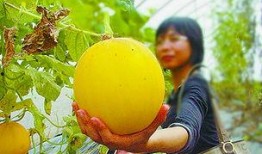 吃瓜摘瓜人的感悟,吃瓜摘瓜人的心灵感悟