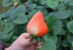 草莓吃瓜前线,揭秘娱乐圈最新热点事件