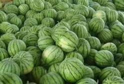 地里吃瓜怎样形容,探寻乡村生活的甜蜜滋味