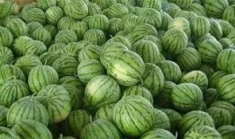 地里吃瓜怎样形容,探寻乡村生活的甜蜜滋味