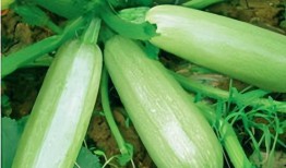 吃白瓜好处有哪些,白瓜的营养益处大盘点