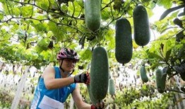 骑行吃瓜,品味生活点滴——骑行吃瓜记