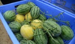 外境吃瓜群,揭秘网络社交圈的趣味与争议