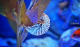 海底吃瓜日志,揭秘神秘海底吃瓜日志