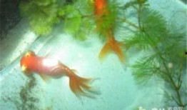 小金鱼吃瓜