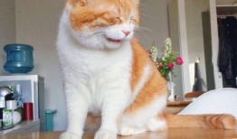 橘猫吃瓜表情包,萌态十足，笑料横生