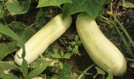 吃的白瓜,探寻夏日清新口感