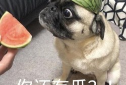 海豚吃瓜表情包,萌动海洋的欢乐瞬间