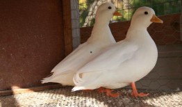 柯尔鸭吃瓜,一场味蕾与视觉的盛宴