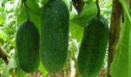 吃瓜的小纯,揭秘娱乐圈那些不为人知的幕后故事