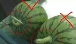 吃瓜挑瓜的正确方法,吃瓜达人必备的挑瓜技巧揭秘