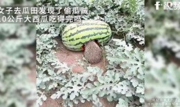 瓜田吃瓜的视频,一场别开生面的吃瓜盛宴