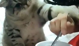 馋小猫吃瓜,揭秘瓜界那些事儿