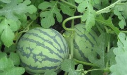 情意吃瓜全文,一场关于情感与美食的深度体验之旅