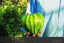 吃瓜心型,揭秘娱乐圈背后的真实故事