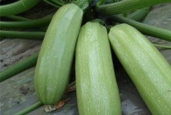 独立个体可以吃瓜吗,畅享瓜界盛宴