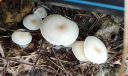 吃瓜影视菌,吃瓜影视菌带你领略影视圈那些事儿
