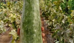 带你吃瓜户外,揭秘户外美食之旅