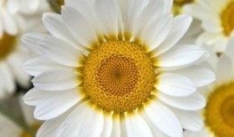 小雏菊吃瓜,小雏菊的瓜界奇遇记