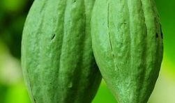 猴瓜是佛手瓜吗怎么吃,揭秘猴瓜的独特食用方法