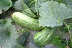 吃酥瓜,夏日清凉美食之旅