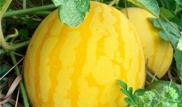 甜蜜 上市 吃瓜啦,吃瓜群众狂欢时刻！