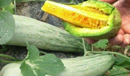 怀孕可以吃摘瓜,安全享用摘瓜的甜蜜滋味