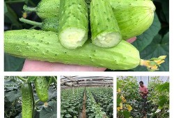 怀孕可以吃摘瓜,安全享用摘瓜的甜蜜滋味