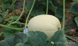 吃的白瓜,探寻夏日清新口感