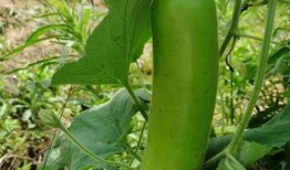 糖人吃瓠子瓜,传统技艺焕新颜