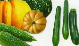 阳光下吃瓜,品味夏日瓜果的甜蜜滋味