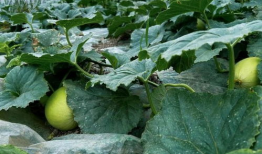 什么瓜成熟早吃,抢先品尝的甜蜜诱惑